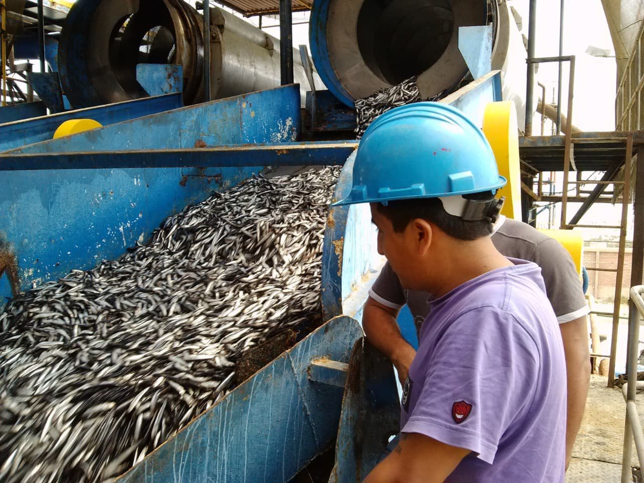 Worker in blue hard hat inspecting large container filled with small fish at industrial processing facility